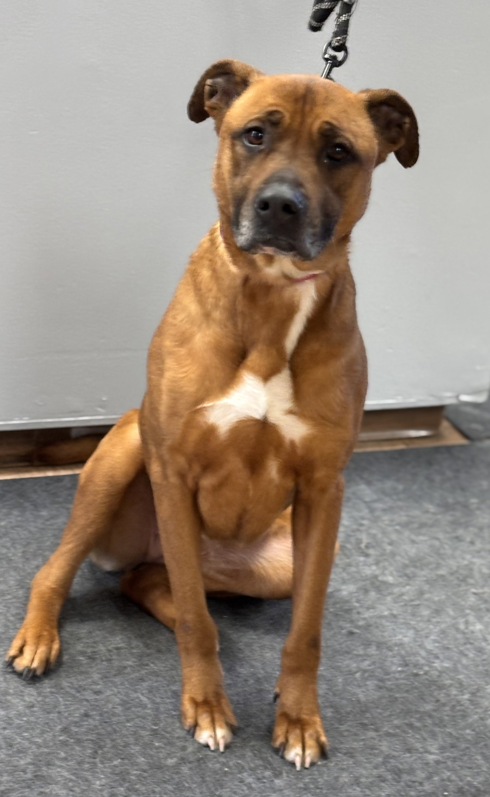 Nova