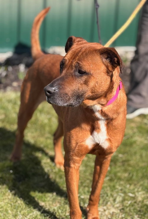 Nova, an adoptable Black Mouth Cur in Batavia, NY