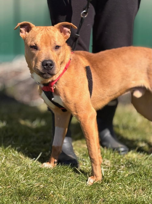 Charlie, an adoptable American Pit Bull Terrier in Batavia, NY