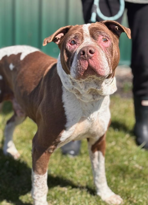 Tank, an adoptable American Pit Bull Terrier in Batavia, NY