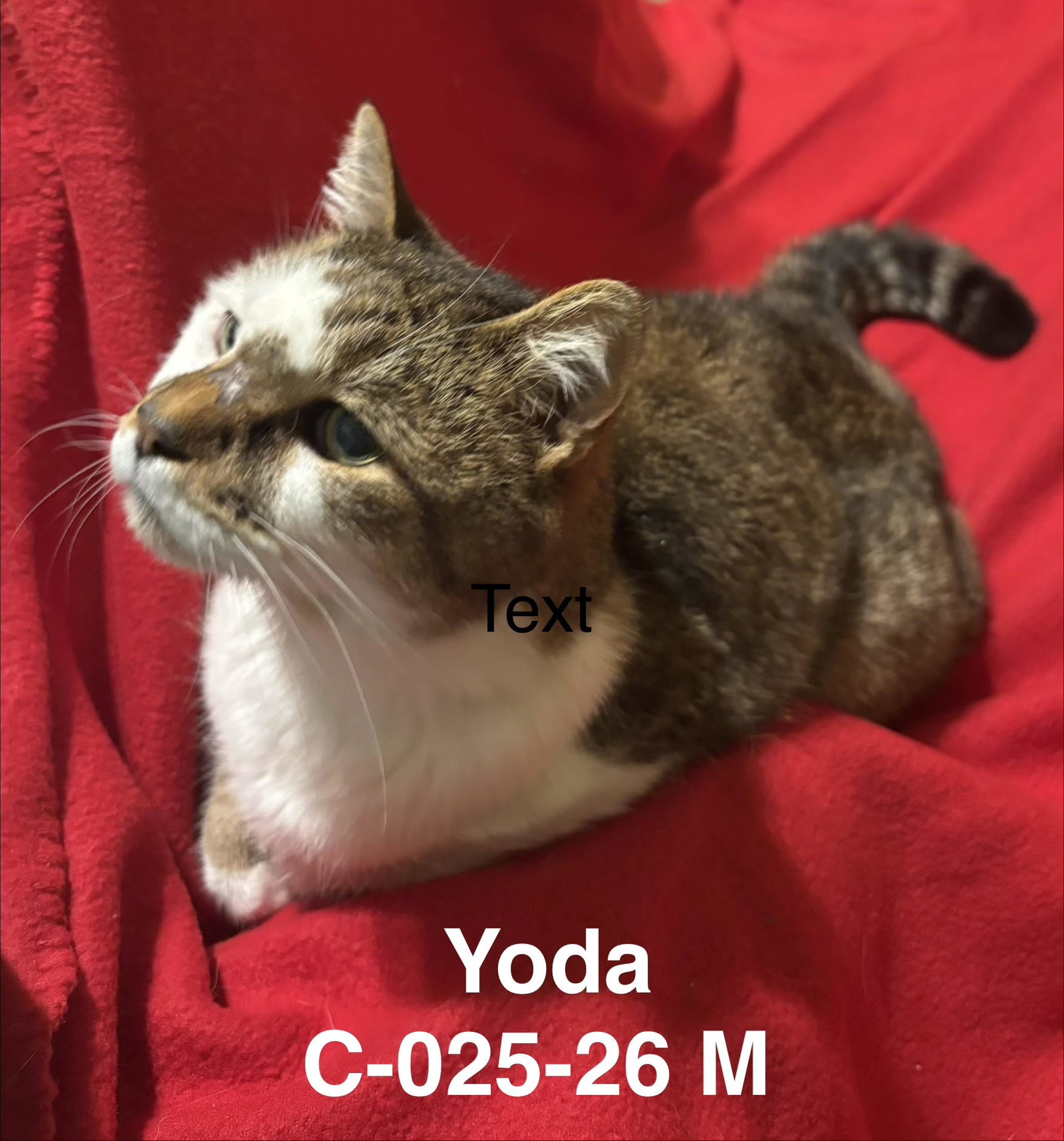 Foster Yoda