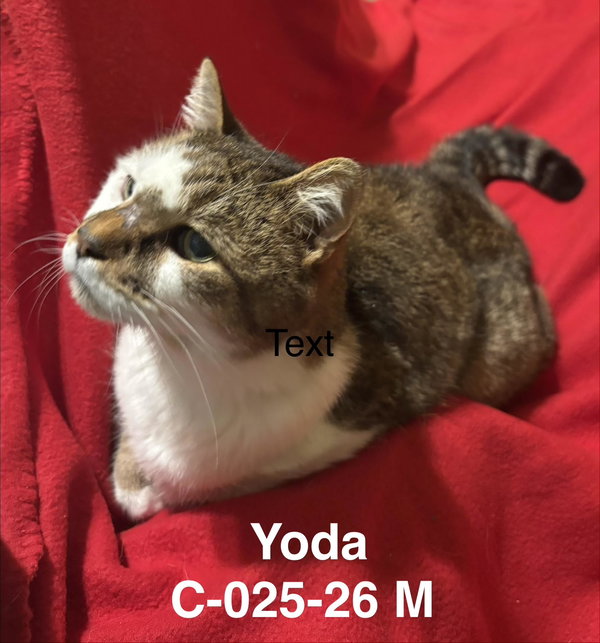 Foster Yoda