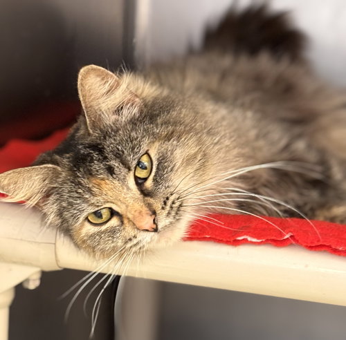 Delilah, an adoptable Domestic Long Hair in Batavia, NY