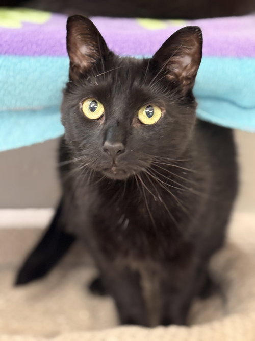 Dilly, an adoptable Domestic Short Hair in Batavia, NY
