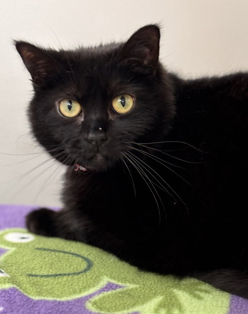 Dally, an adoptable Domestic Short Hair in Batavia, NY