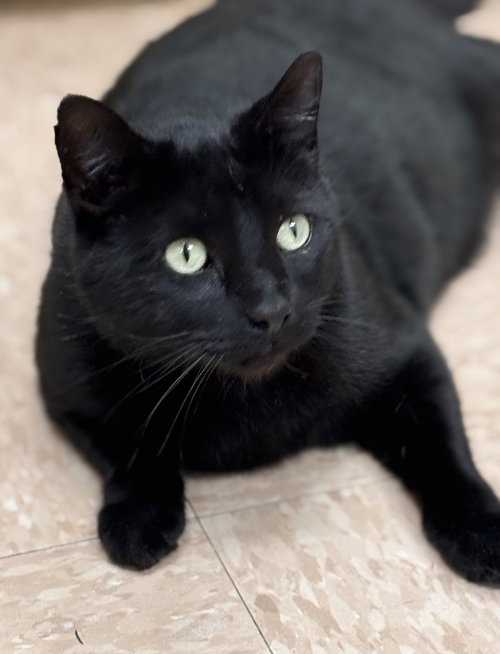 Dom, an adoptable Domestic Short Hair in Batavia, NY