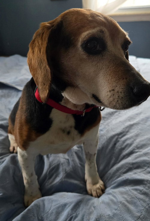 Rescue Siri, an adoptable Beagle in Batavia, NY