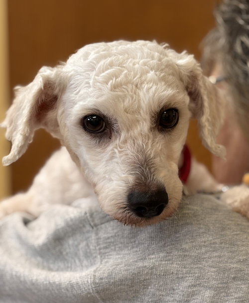 Rescue Millie