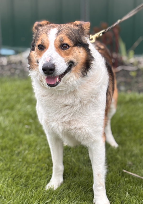 Archie