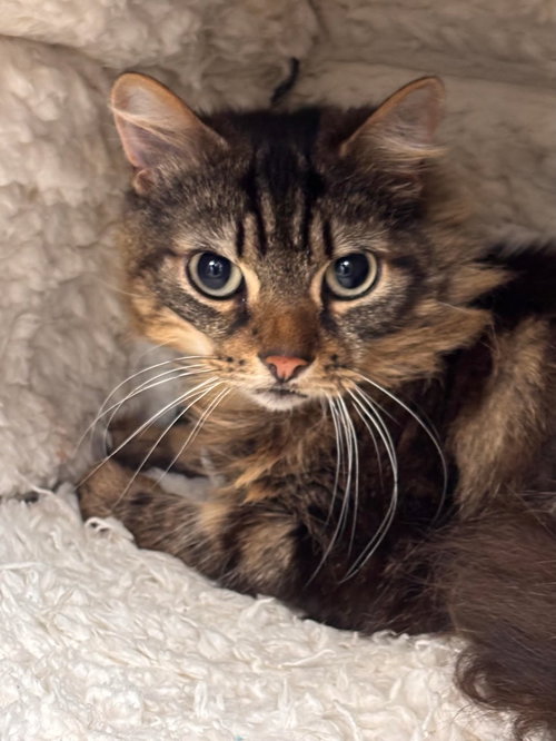 Petty, an adoptable Domestic Long Hair in Batavia, NY