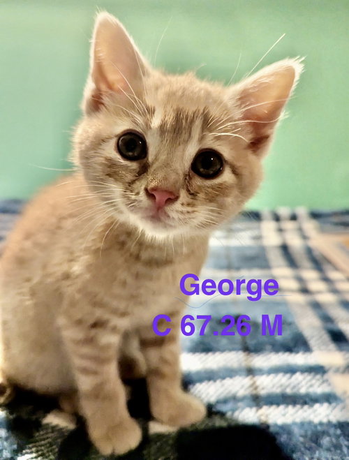 Foster George, an adoptable Domestic Short Hair in Batavia, NY