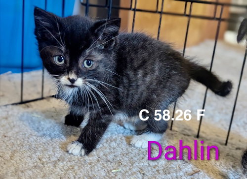 Foster Dahlin, an adoptable Domestic Short Hair in Batavia, NY