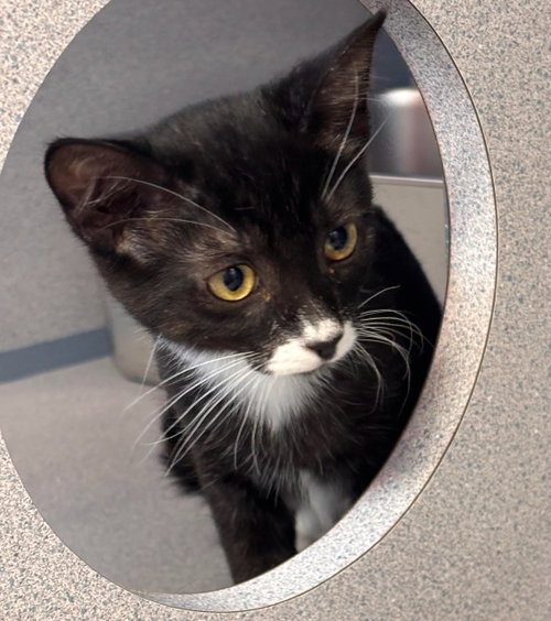 Dahlin, an adoptable Domestic Short Hair in Batavia, NY