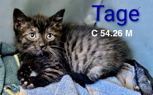 Foster Tage, an adoptable Domestic Short Hair in Batavia, NY