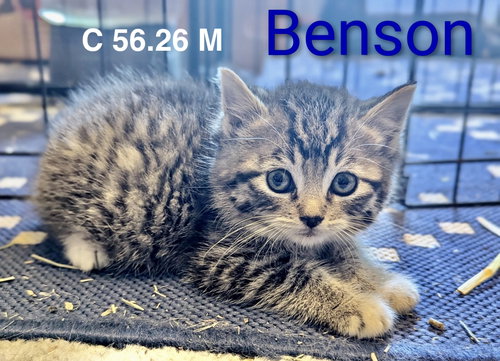 Foster Benson, an adoptable Domestic Short Hair in Batavia, NY