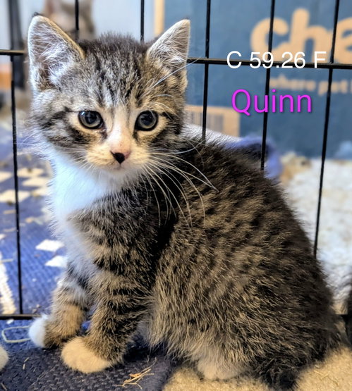 Foster Quinn, an adoptable Domestic Short Hair in Batavia, NY