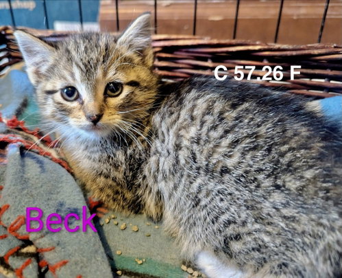 Foster Beck, an adoptable Domestic Short Hair in Batavia, NY