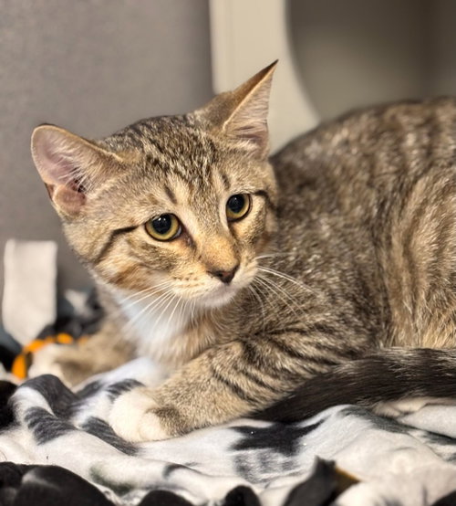 Beck, an adoptable Domestic Short Hair in Batavia, NY