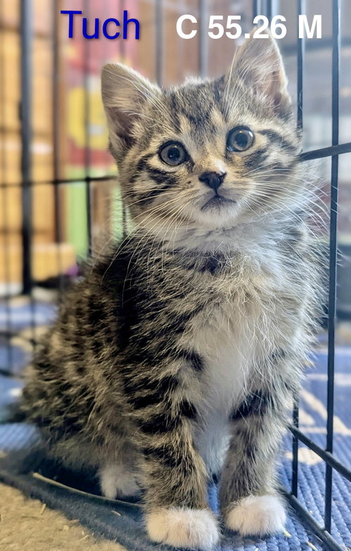 Foster Tuch, an adoptable Domestic Short Hair in Batavia, NY
