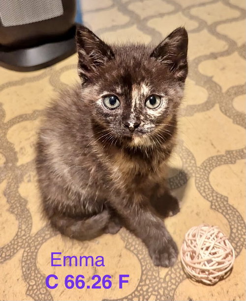 Foster Emma, an adoptable Domestic Short Hair in Batavia, NY