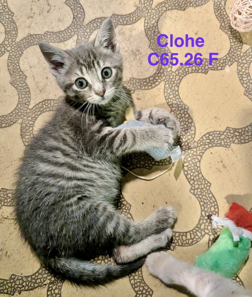 Foster Chloe, an adoptable Domestic Short Hair in Batavia, NY