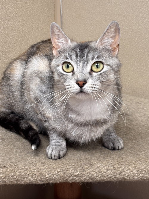 Petco Molly, an adoptable Domestic Short Hair in Batavia, NY