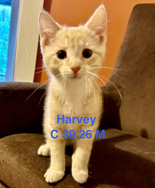 Foster Harvey