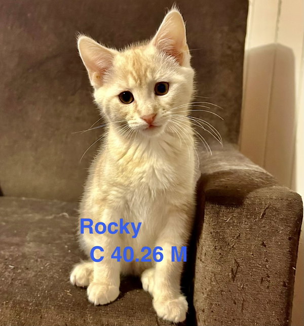 Foster Rocky