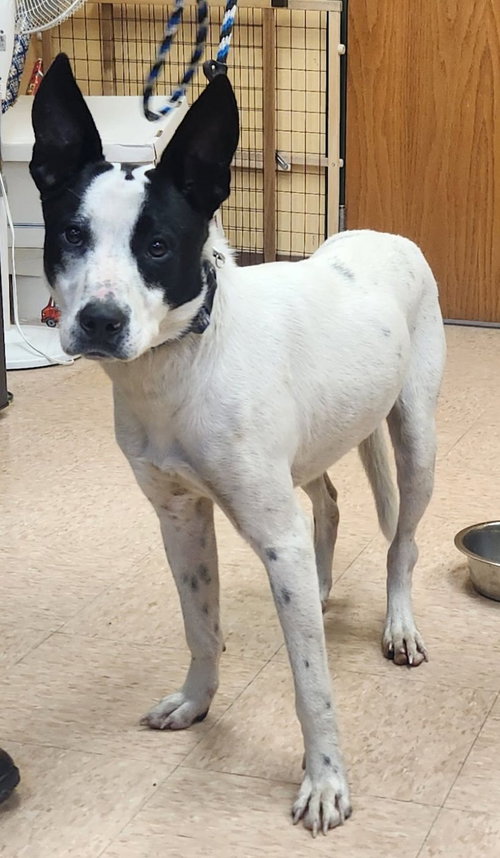 Blue, an adoptable Border Collie in Batavia, NY