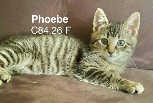Foster Phoebe