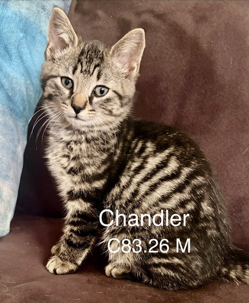 Foster Chandler