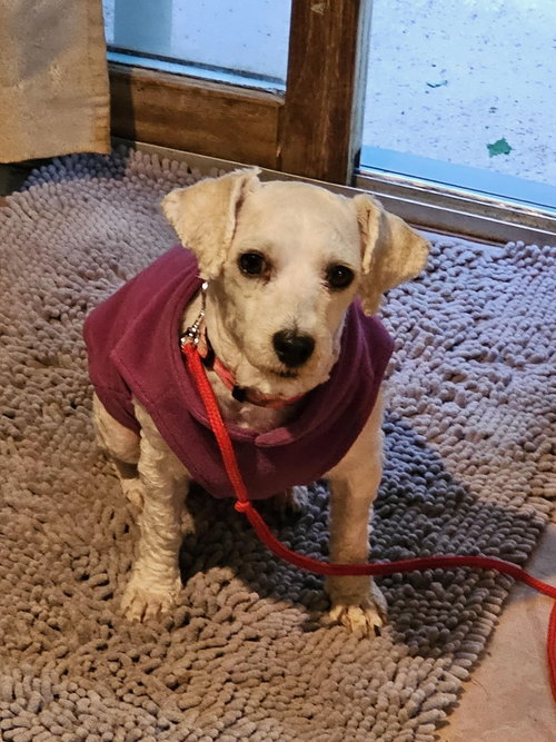 Rescue Mia