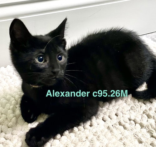 Foster Alexander, an adoptable Domestic Short Hair in Batavia, NY