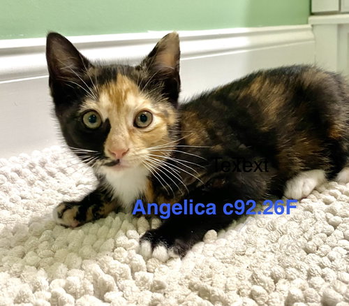 Foster Angelica, an adoptable Domestic Short Hair in Batavia, NY