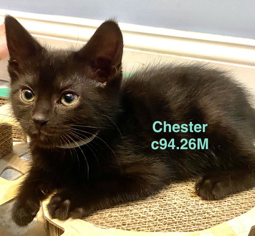 Foster Chester, an adoptable Domestic Short Hair in Batavia, NY