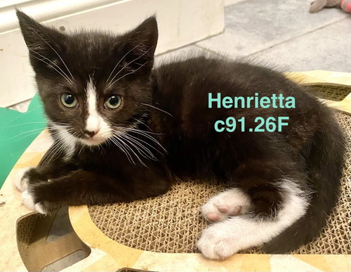 Foster Henrietta, an adoptable Domestic Short Hair in Batavia, NY