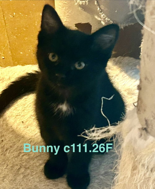 Foster Bunny, an adoptable Domestic Short Hair in Batavia, NY