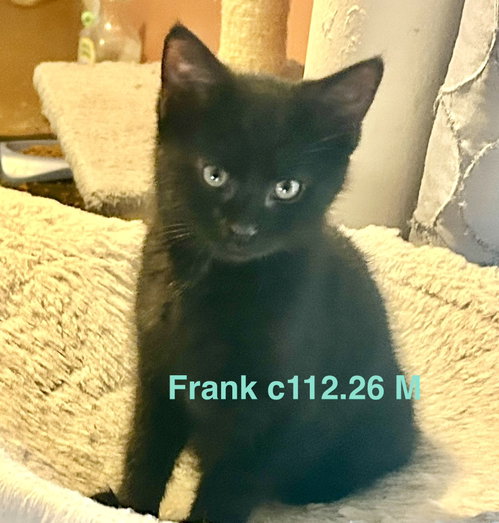 Foster Frank, an adoptable Domestic Short Hair in Batavia, NY