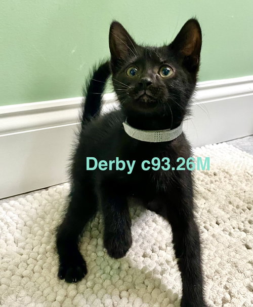 Foster Derby, an adoptable Domestic Short Hair in Batavia, NY