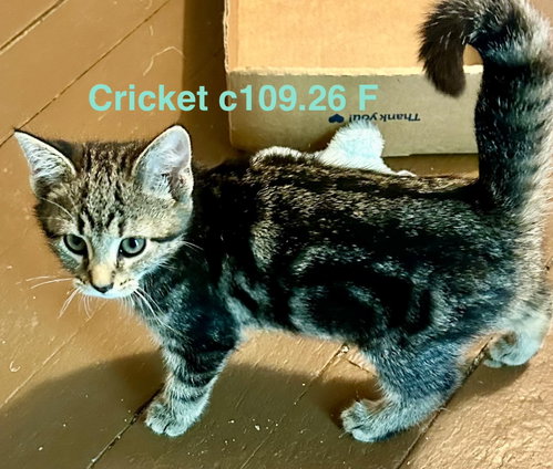 Foster Cricket, an adoptable Domestic Short Hair in Batavia, NY