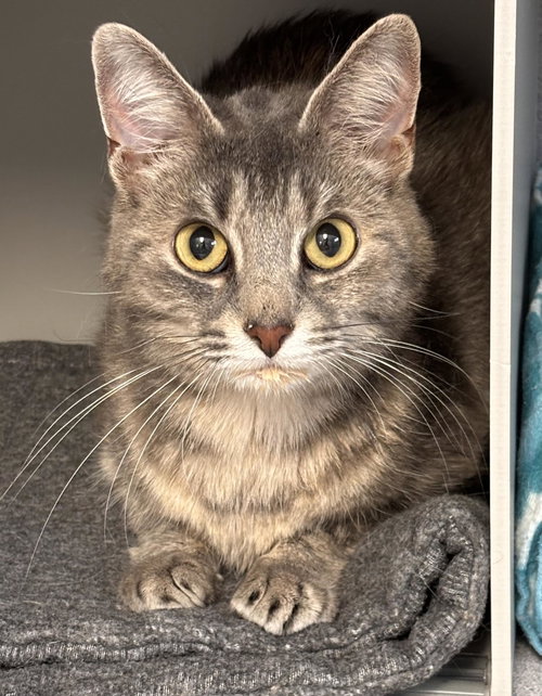 Baby Girl, an adoptable Domestic Short Hair in Batavia, NY