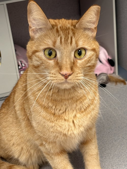 Luci, an adoptable Domestic Short Hair in Batavia, NY