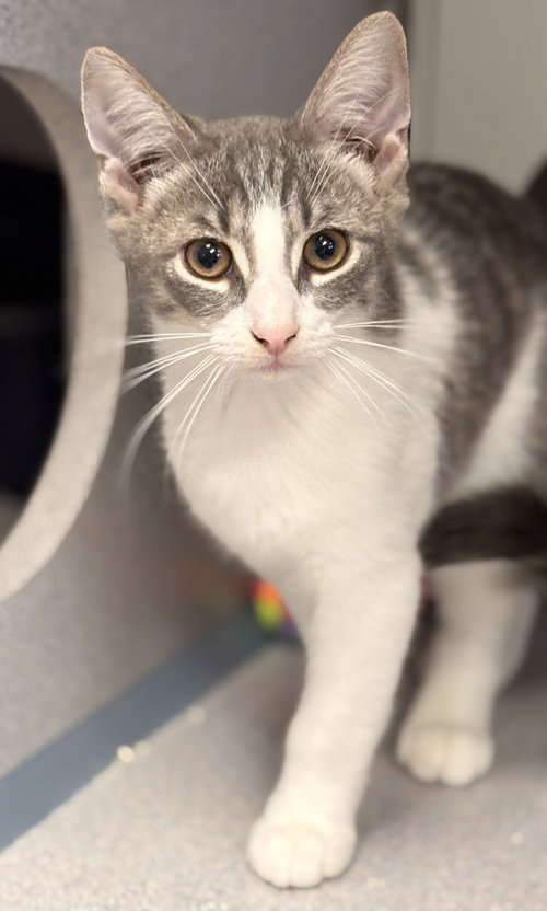 Petco Steve, an adoptable Domestic Short Hair in Batavia, NY
