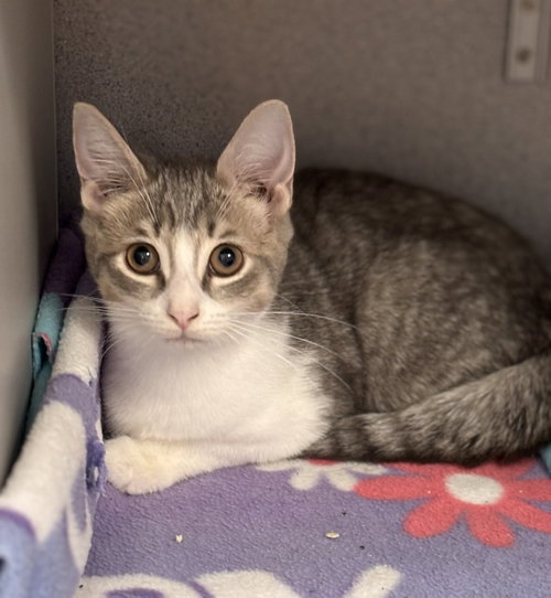 Petco Electra, an adoptable Domestic Short Hair in Batavia, NY