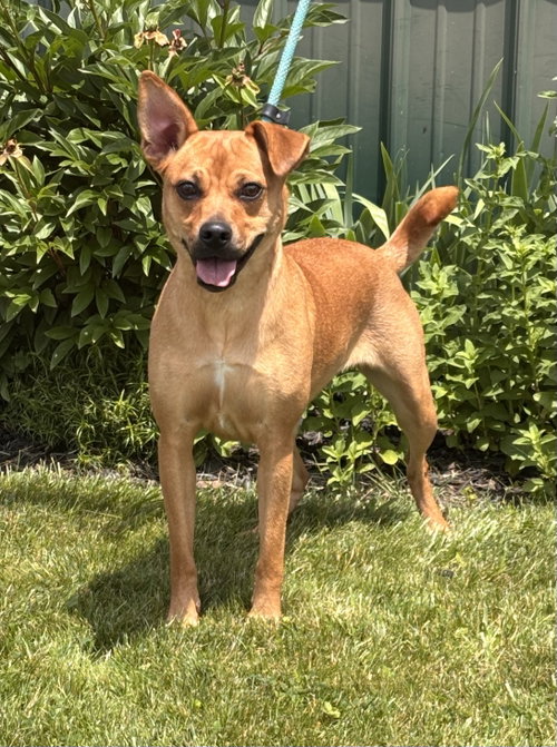 Bailey, an adoptable Labrador Retriever in Batavia, NY