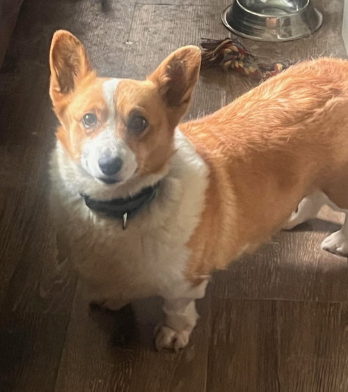 Rescue Betsy, an adoptable Welsh Corgi in Batavia, NY