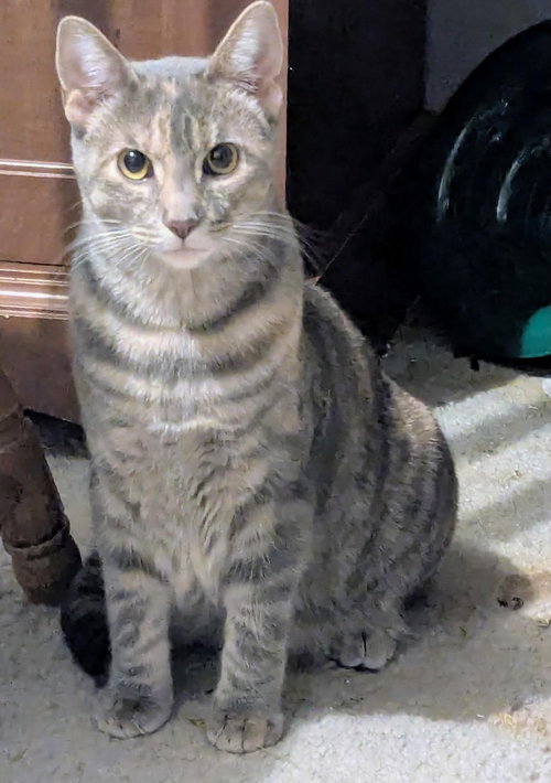 Eleanor, an adoptable Domestic Short Hair in Batavia, NY