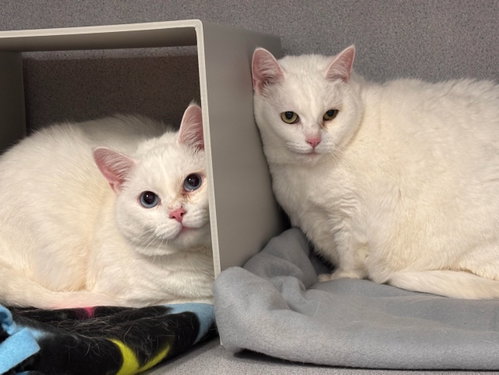 Barry and Betty White, an adoptable Domestic Short Hair in Batavia, NY
