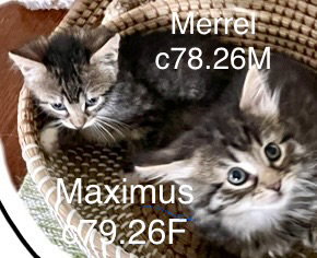 Foster Maximus & Merrel, an adoptable Domestic Long Hair in Batavia, NY