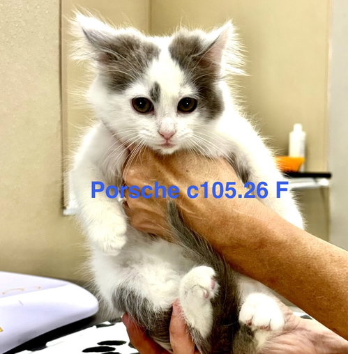 Foster Porsche, an adoptable Domestic Long Hair in Batavia, NY